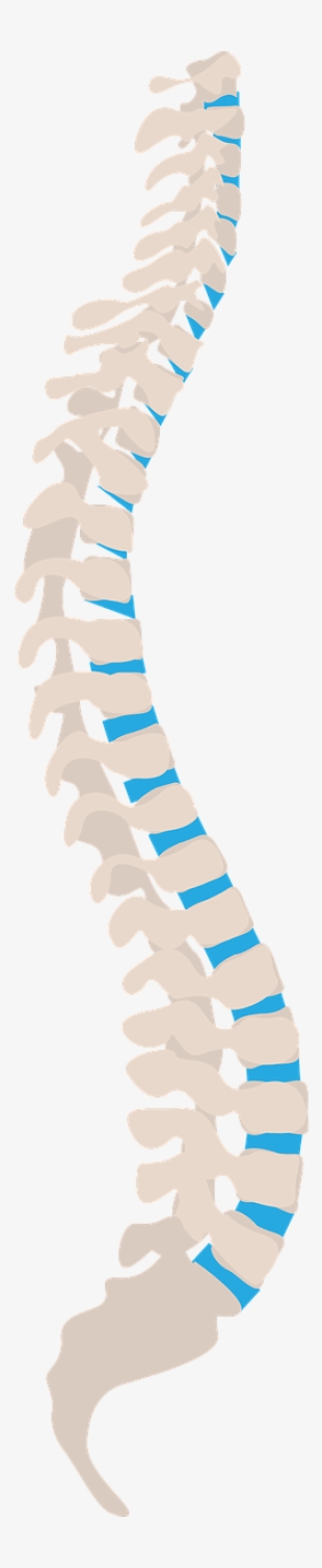 Do You Suffer From Neck And Back Pain It Could Be How - Ryggraden Png