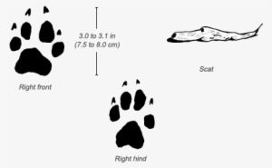 African Wild Dog Tracks - African Wild Dog Feet