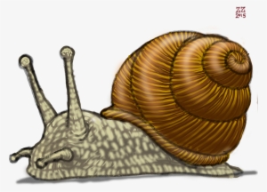 Drawn Snail Drawing - Snail Drawing
