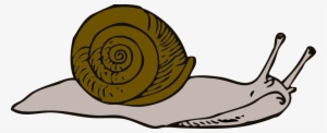 This Free Clipart Png Design Of Snail Clipart
