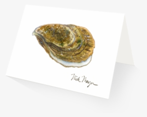 Atlantic Oyster - Eastern Oyster