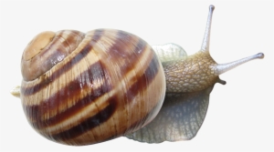 Snails, Animals, Snail - Улитка Пнг