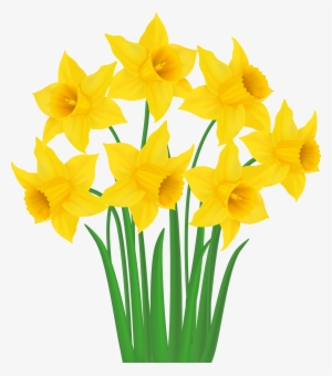 Daffodil Vector Transparent