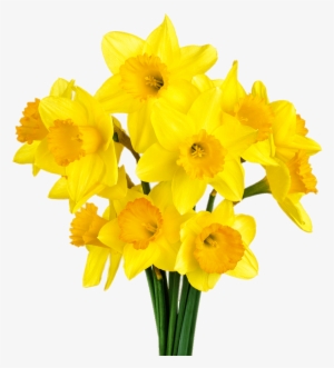 Daffodil Bunch - Bunch Of Daffodils