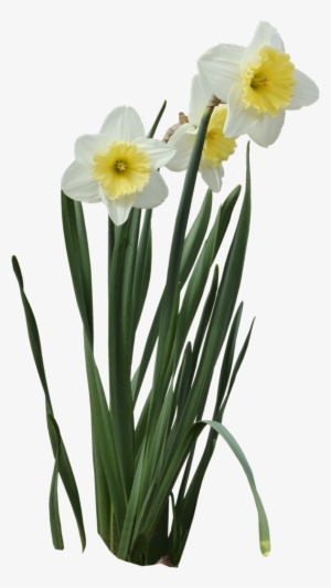 daffodils - daffodil png