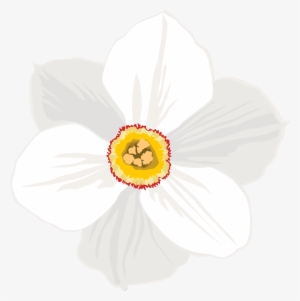 Daffodil Clipart Transparent Background