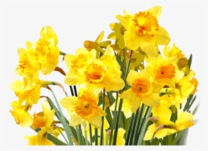 Free Png Daffodils Png Images Transparent - Daffodil Png