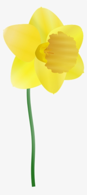 Daffodil Png Images