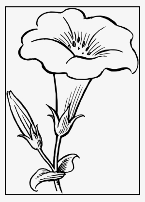Clipart Collection Of Free Scientific Daffodil Download - Flower Drawings