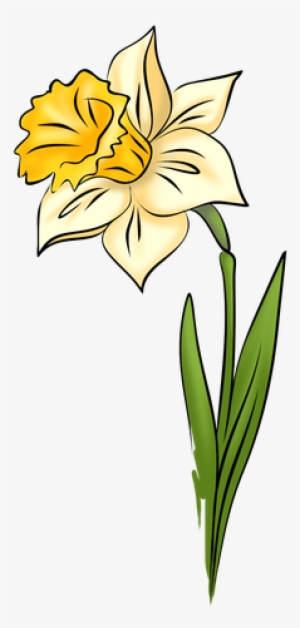Daffodil Drawing Amazing - Drawing