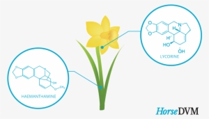 Toxic Components - Daffodil