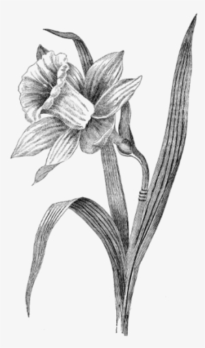 Daffodil Resized-0 - Drawing Of A Daffodil