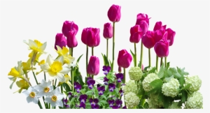 Spring, Daffodils, Tulips, Spring Flowers, Hydrangeas - Cafepress ! Samsung Galaxy S8 Plus Case