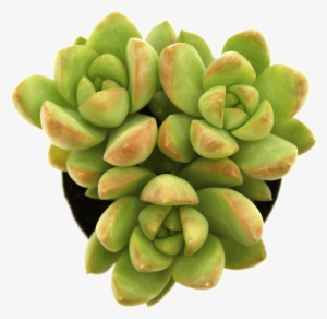 Sedum 'golden Glow' - Stonecrop