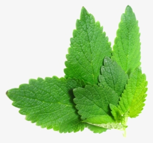 Herb Png File Download Free - Herbs .png