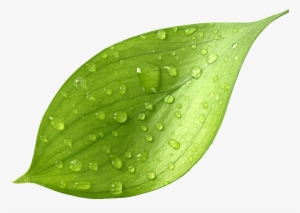 This Graphics Is Leaf Transparent After The Rain About - Green Tea Leaves Png