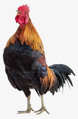 Rooster On A Transparent Background - Chicken