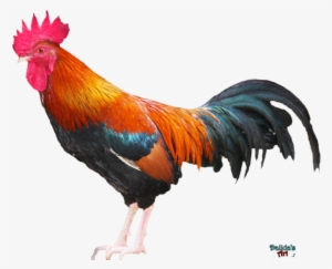 Rooster Png Download Image - Rooster Png