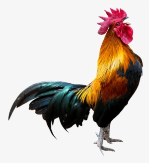 Rooster Transparent Background Png - Rooster Png