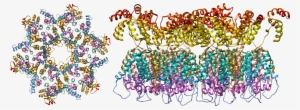 The Structure Of The Immature Hiv-1 Capsid In Intact - Aids Molecular Structure