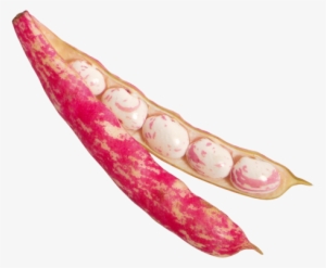 Download Beans Png Image - Bean