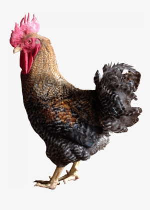 A Coloured Intermediate Growth Chicken, Yellow Skin, - Color