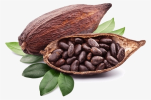 Cocoa Bean Png - Cocoa Png