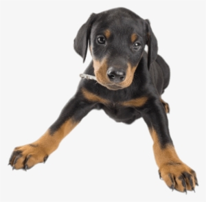 Doberman Puppy - Dog