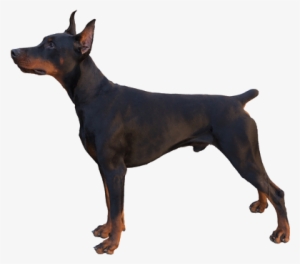 The American Kennel Club Holds Control Of The Breed - Beware Of Doberman Dog Sign