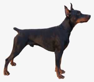 Doberman Pinscher Pricing Pic - Alert Dog Body Language