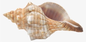 seashells clipart transparent background - conch png