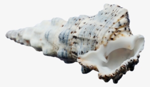Seashell Png Transparency