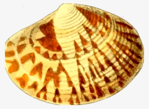 This Free Icons Png Design Of Sea Shell 20