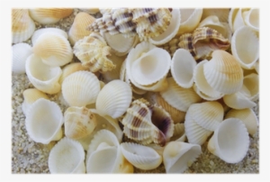 Seashell