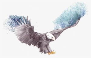 Flying Eagle Eagle Sketch