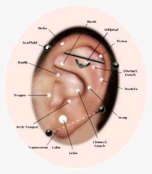 Chart Showing Where You Can Have Piercings - Cute Ear Piercings