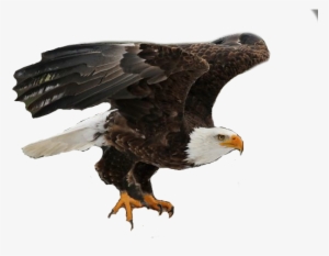 Eagle On Hand Png