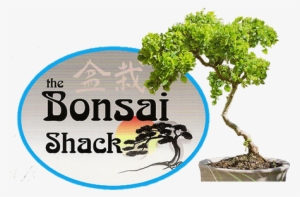 For All Your Bonsai Needs - You Re Living All Over