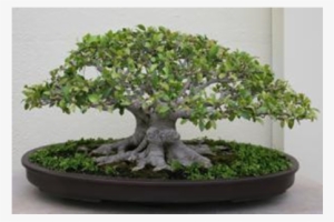 Casuarina Bonsai Tree Bougainvillea - Fiddle Leaf Fig Bonsai