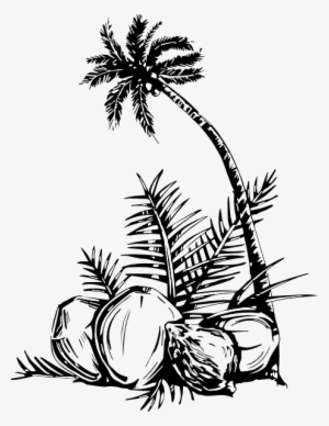 Coconut Tree Art Png
