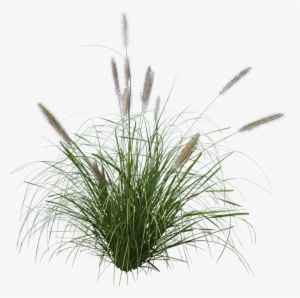 Purple Lea® - Pennisetum Grass Png