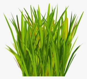 Most Realistic Artificial Grass V=1509364788 - Grass Blade Texture Png
