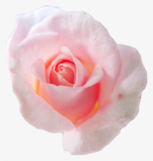 Transparent Png Freeuse Library - Transparent Pink Flower