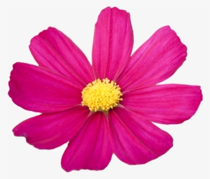 Flower Png Tumblr - Cosmos Flower Clipart