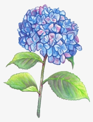1 Day Ago - Flower