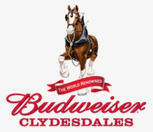 Budweiser Clydesdales Visit Put In Bay Aboard Miller - Tervis Budweiser Clydesdales 16oz Tumbler - Anheuser-busch
