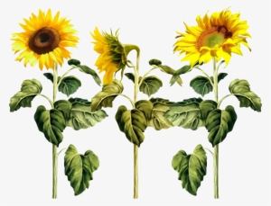 Ftestickers Sunflowers Sunflower Texture Cute Flower - Imagenes De Girasoles En Png
