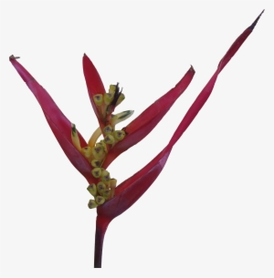 Red Heliconia Flower Png - Flowers Png Transparent For Photoshop