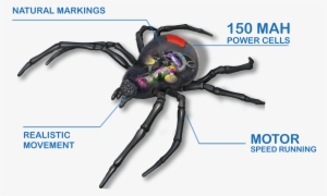Make This Creepy Crawly The Most Terrifying Pet Enhanced - Робо Паук Черная Вдова Robo Alive Zuru