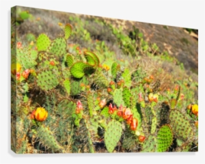 Green Cactus With Red And Yellow Flower Texture Background - Yellow